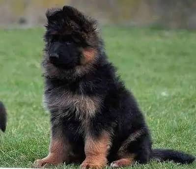 German shepherd | gsd | Puppy | Shepherd Dog | Puppies | Long Coat