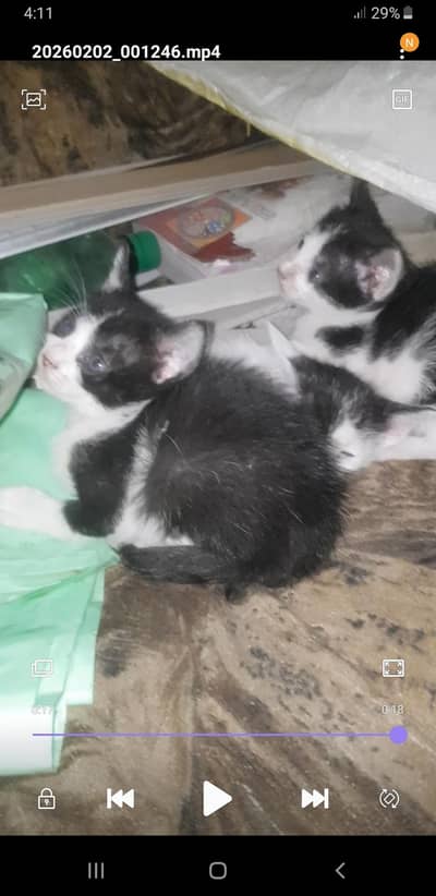 kiitens for adoption