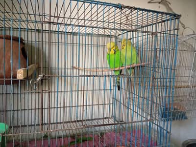 Exibition budgri pair | ready to breed