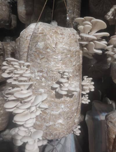 white oyster mashroom bag