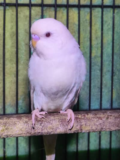 Red eye Albino Red eyes