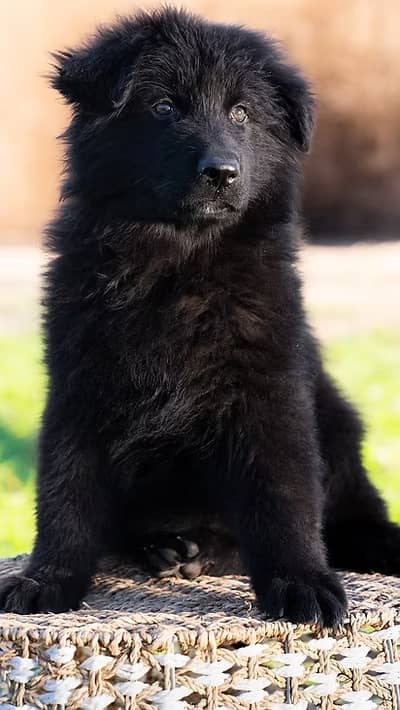 Black shepherd | gsd | Puppy | Shepherd Dog | Puppies | Long Coat