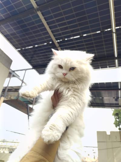 I'm selling ODD Eyes Persian Female Cat