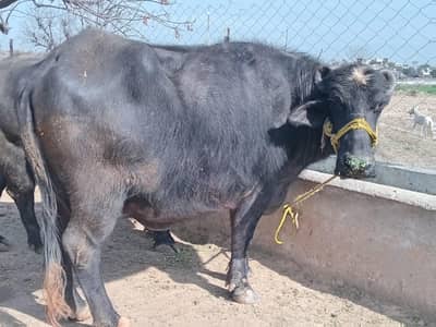 three Buafflo for sale