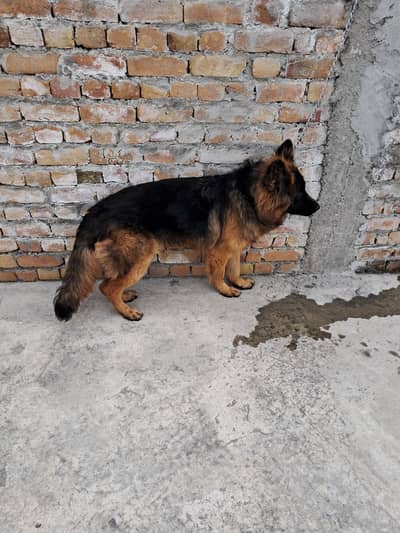 German shepard long coat