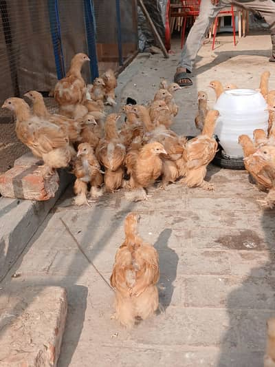 Golden buff . Bantam. polish. silkie