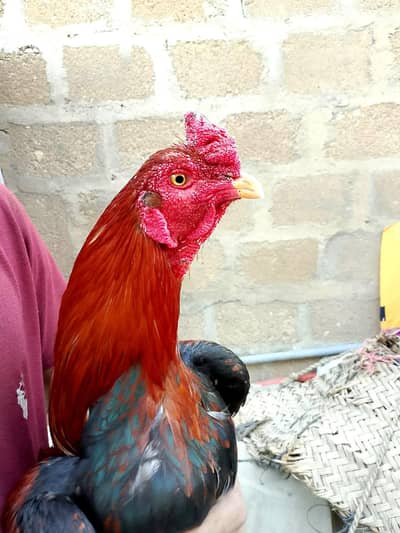 high quality lakha male 03711036880