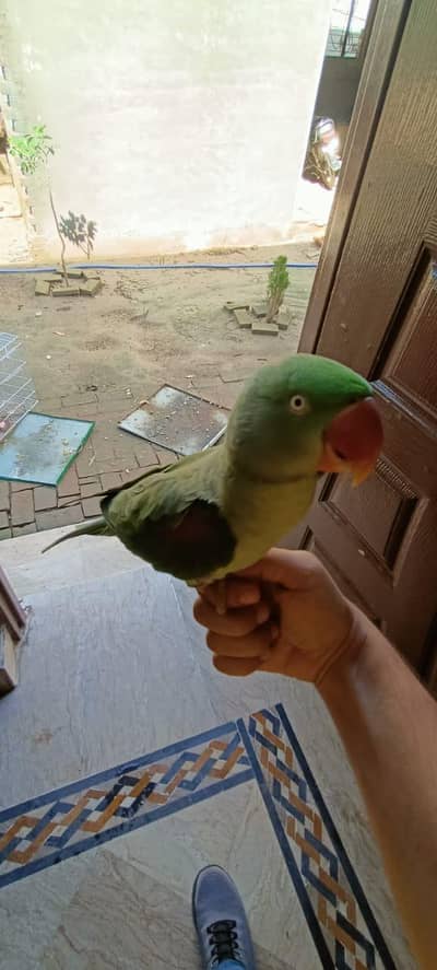 Young Raw breeder female