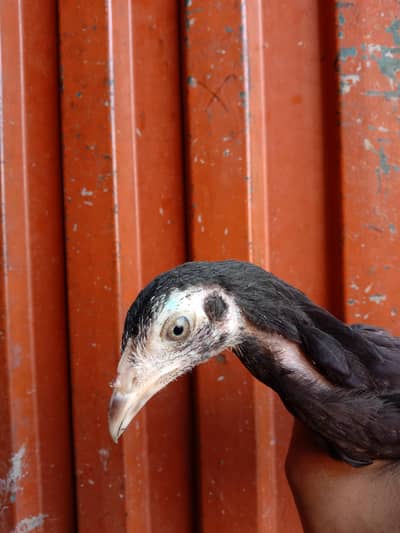 Pakoya+Pakistani Cross Chicks