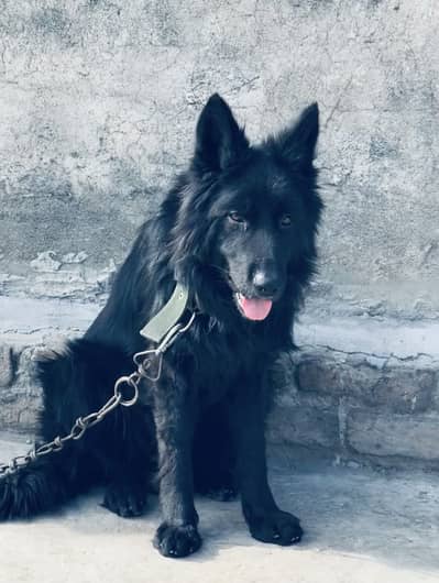 Black shepherd male pedigree