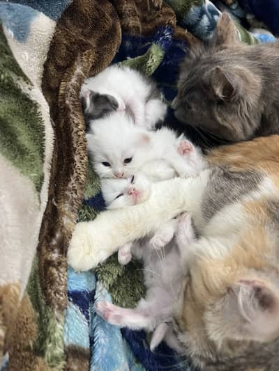 Persian kittens good quality kittens…home breed