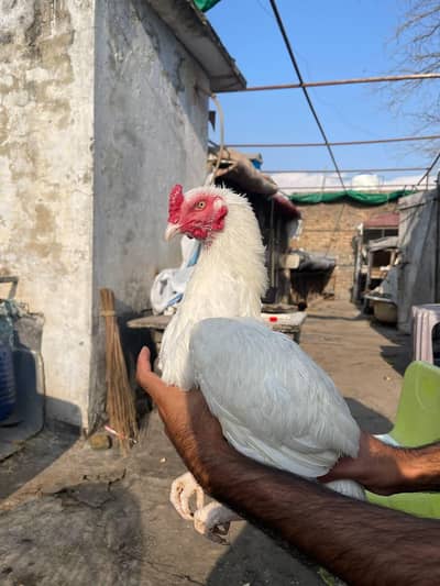 original aseel heera