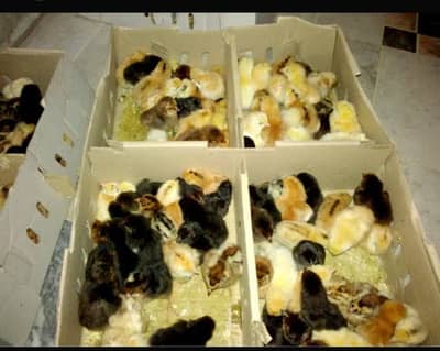 golden misri chicks for sale