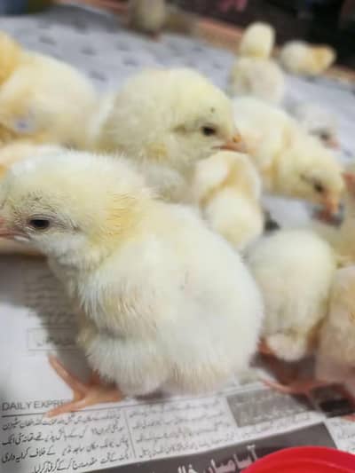 whaite Hera buchy  healthy and active