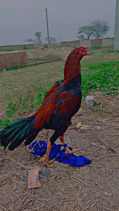 Whatsapp number 03154691901 high quality aseel murga