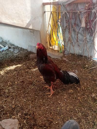 Forsale Aseel quality Patha bht achi cheez hay