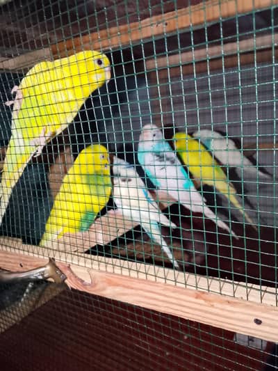 Budgies Parrot