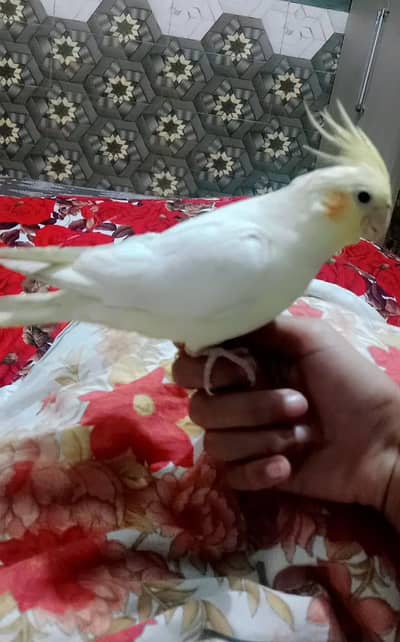Hand Tame Cocktail parrot King Size