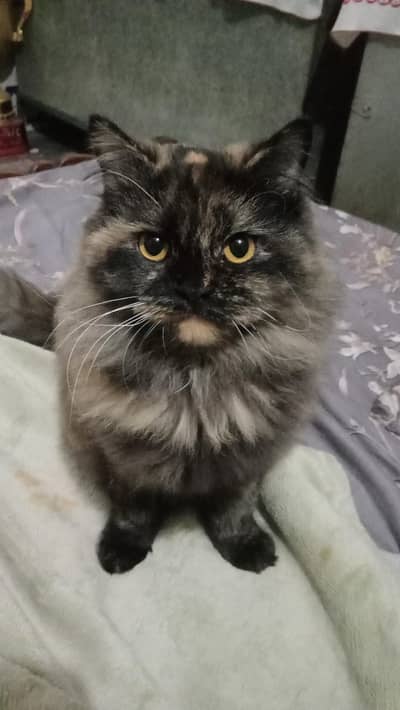 Persian cat / Persian kittens / triple coated / breed cat / Doll face
