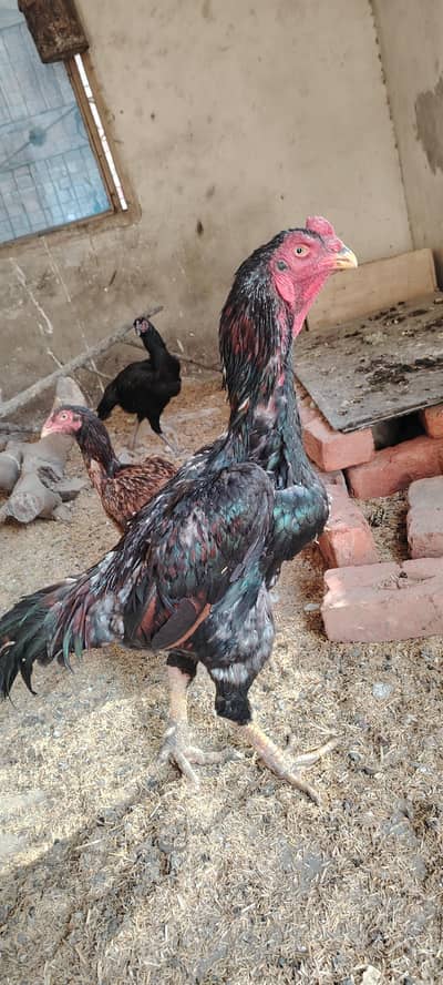 Japanese king O shamo