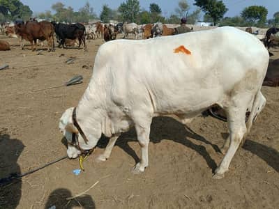 best Qurbani cows cheep price
