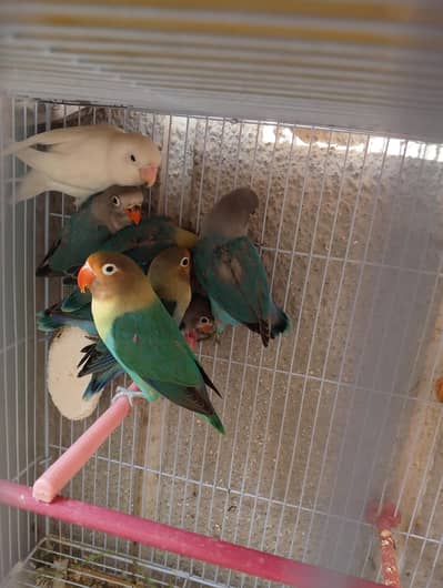 Healthy Blue Fischers and par blue patthay for sale