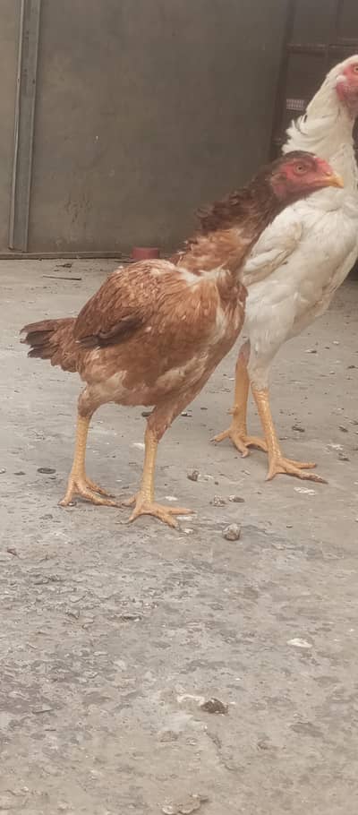 pair of aseels|full  active and healthy