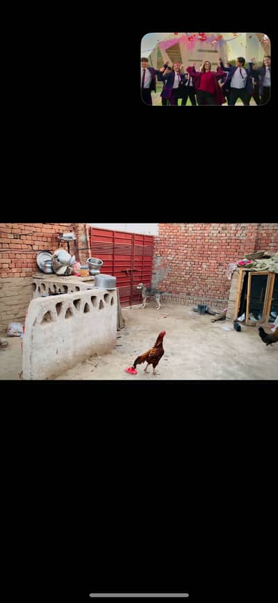 All ok morga har lihaz say pora hay baki dakhny say he pata chal