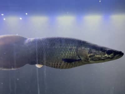 Arapaima Gigas