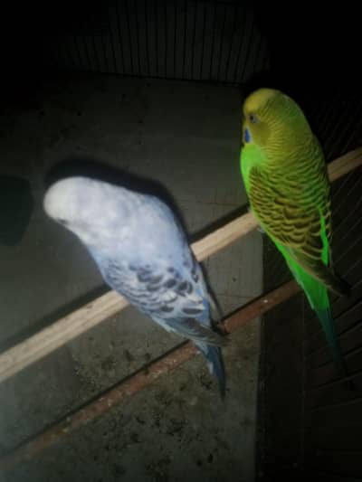 Best bounded budgies pair available