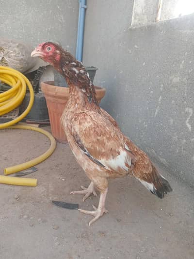 aseel madi for sale with 5 eggs