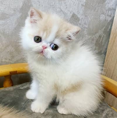 Persian kitten for sale 0340,0095664 my WhatsApp number