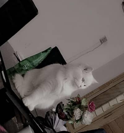 White Persian Cat