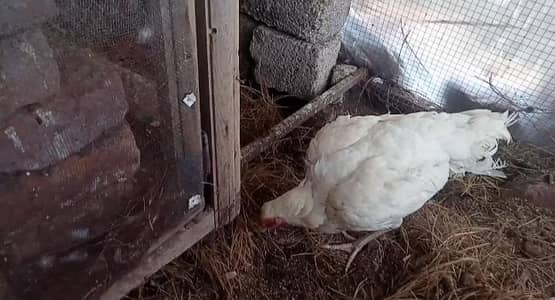 Hera aseel 2 madiya for sale paper white white nok nali white eys