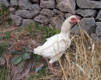 Hera aseel 2 madiya for sale paper white white nok nali white eys