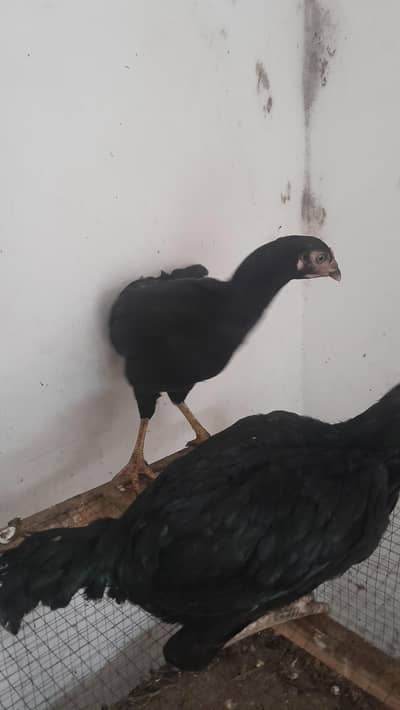 egg py a gai han dono