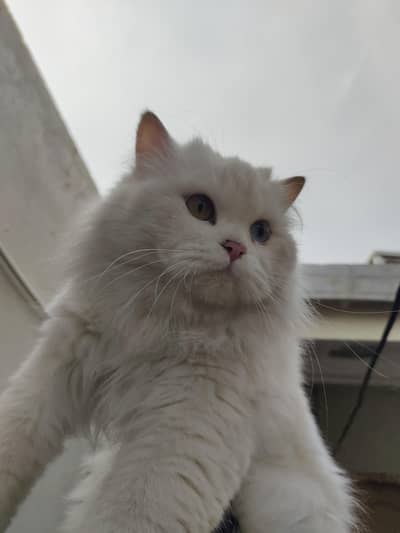 3ripple coted Odd eyes female cat for sale