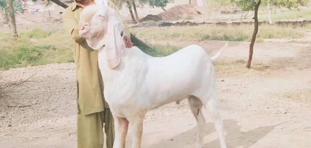 Qurbani lagne wala Rajanpuri Bakra for sale. 03704815728