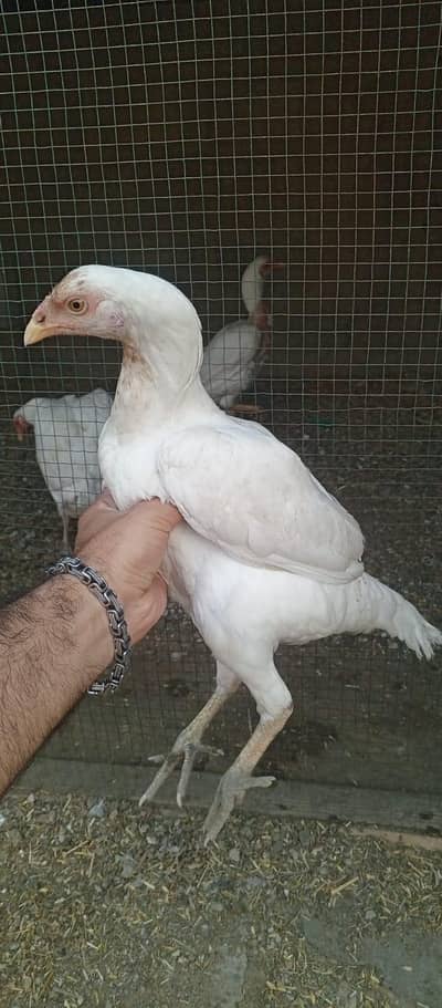 aseel heera contact:03194217402