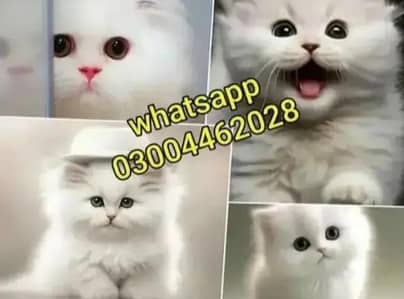 Persian Kittens | Persian Cat | Punch Face Persian | Triple Coated