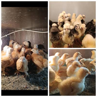 golden buff | bantam | polish | Japanese | Milli flower 03096360200