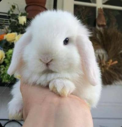 white Bunny