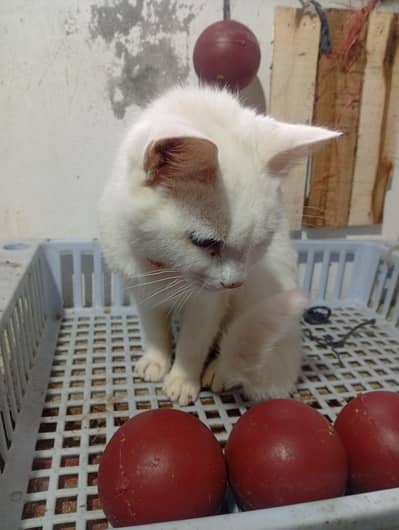 Persian mix breed male cat for adoption