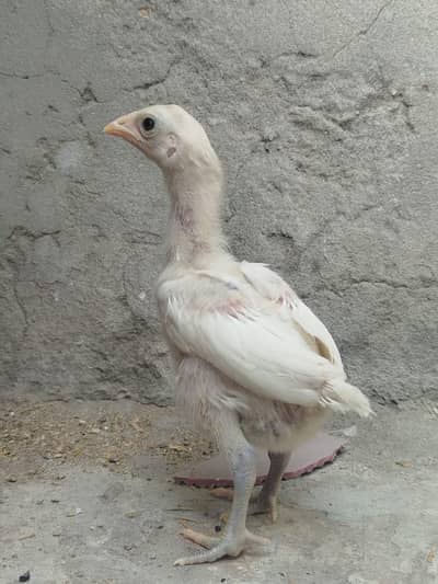 Aseel Heera Chicks