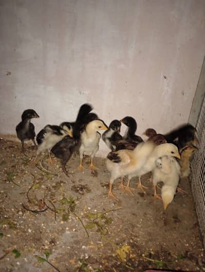 mushka , mianwali chicks