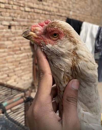 Top quality old blood line