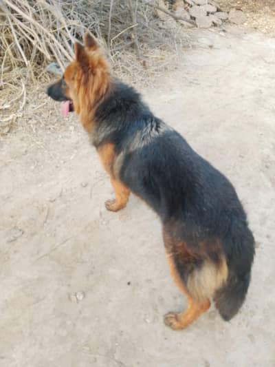 long coated German shepherd female
