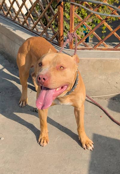 pitbull male available for new home 0/3/2/9/9/1/8/1/6/3/3