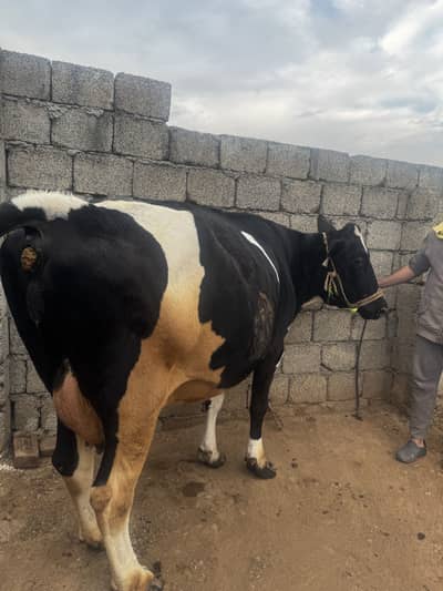 Heifer  & pregnant cows for sale