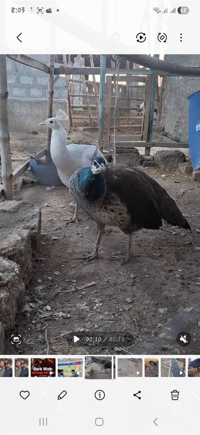 white male. black female